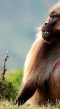 Monkeys,Tiere für OnePlus 8
