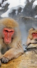 Monkeys,Tiere für Apple iPhone 4S
