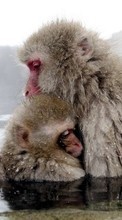 Monkeys,Tiere für Apple iPhone 6