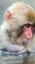 Lade kostenlos Hintergrundbilder Monkeys,Tiere für Handy oder Tablet herunter.