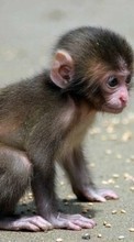 Lade kostenlos Hintergrundbilder Tiere,Monkeys für Handy oder Tablet herunter.