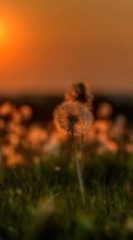Pflanzen,Landschaft,Sunset,Sun,Löwenzahn für LG Optimus Sol E730