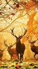 Lade kostenlos Hintergrundbilder Tiere,Herbst,Wild für Handy oder Tablet herunter.