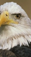 Lade kostenlos Hintergrundbilder Tiere,Vögel,Eagles für Handy oder Tablet herunter.
