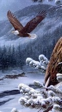 Lade kostenlos Hintergrundbilder Vögel,Schnee,Bilder,Eagles für Handy oder Tablet herunter.