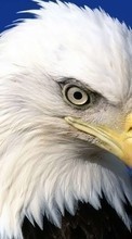 Lade kostenlos Hintergrundbilder Tiere,Vögel,Eagles für Handy oder Tablet herunter.