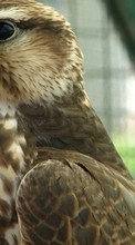 Lade kostenlos Hintergrundbilder Eagles,Tiere,Vögel für Handy oder Tablet herunter.