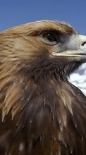 Tiere,Vögel,Eagles für Sony Xperia S