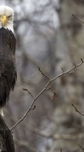 Lade kostenlos Hintergrundbilder Eagles,Vögel,Tiere für Handy oder Tablet herunter.