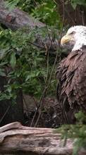 Eagles,Vögel,Tiere für Sony Ericsson S312