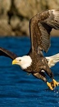 Eagles,Vögel,Tiere für Fly ERA Style 2 IQ4601