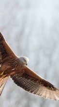 Eagles,Vögel,Tiere für Apple iPhone 4