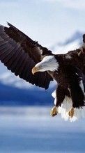 Lade kostenlos 320x240 Hintergrundbilder Tiere,Vögel,Eagles für Handy oder Tablet herunter.