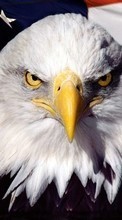 Lade kostenlos 360x640 Hintergrundbilder Tiere,Vögel,Eagles für Handy oder Tablet herunter.