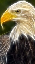 Lade kostenlos Hintergrundbilder Tiere,Bilder,Eagles für Handy oder Tablet herunter.