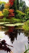 Lade kostenlos Hintergrundbilder Pflanzen,Landschaft,Wasser,Flüsse,Herbst für Handy oder Tablet herunter.