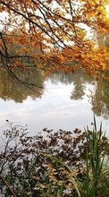 Lade kostenlos Hintergrundbilder Pflanzen,Landschaft,Wasser,Herbst für Handy oder Tablet herunter.