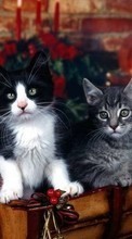 Lade kostenlos Hintergrundbilder Katzen,Tiere für Handy oder Tablet herunter.