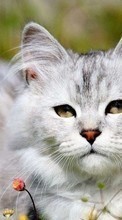 Katzen,Tiere für Google Pixel 5