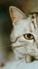 Lade kostenlos Hintergrundbilder Katzen,Tiere für Handy oder Tablet herunter.