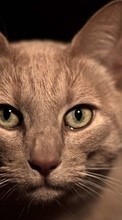 Katzen,Tiere für Samsung Galaxy Note 4