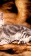 Katzen,Tiere für HTC One X