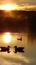 Lade kostenlos Hintergrundbilder Landschaft,Natur,Wasser,Sunset,Ducks,Sun,Seen für Handy oder Tablet herunter.