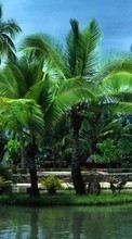 Lade kostenlos Hintergrundbilder Palms,Landschaft für Handy oder Tablet herunter.