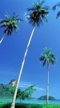 Lade kostenlos Hintergrundbilder Palms,Landschaft für Handy oder Tablet herunter.