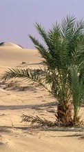 Lade kostenlos Hintergrundbilder Pflanzen,Landschaft,Sand,Palms,Wüste für Handy oder Tablet herunter.