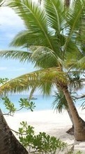 Palms,Landschaft,Strand für Sony Ericsson W595