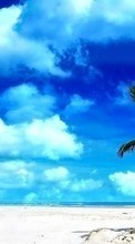 Palms,Landschaft,Strand für Samsung Galaxy Tab 4