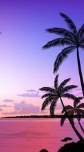 Lade kostenlos Hintergrundbilder Landschaft,Sunset,Palms,Bilder für Handy oder Tablet herunter.
