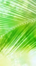 Lade kostenlos 800x480 Hintergrundbilder Pflanzen,Palms für Handy oder Tablet herunter.
