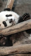 Lade kostenlos Hintergrundbilder Tiere,Pandas für Handy oder Tablet herunter.