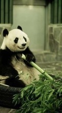 Lade kostenlos Hintergrundbilder Tiere,Pandas für Handy oder Tablet herunter.