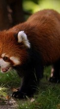Lade kostenlos Hintergrundbilder Pandas,Tiere für Handy oder Tablet herunter.