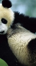 Lade kostenlos Hintergrundbilder Pandas,Tiere für Handy oder Tablet herunter.