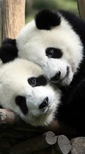 Pandas Bilder Kostenlos Fur Handy Herunterladen