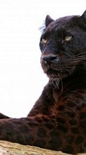 Tiere,Panthers für Huawei P8 Lite