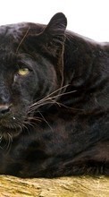 Lade kostenlos Hintergrundbilder Tiere,Panthers für Handy oder Tablet herunter.