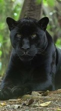 Lade kostenlos Hintergrundbilder Panthers,Tiere für Handy oder Tablet herunter.
