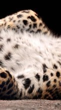 Lade kostenlos Hintergrundbilder Panthers,Tiere für Handy oder Tablet herunter.