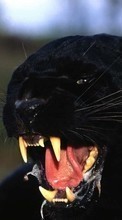 Lade kostenlos Hintergrundbilder Tiere,Panthers für Handy oder Tablet herunter.