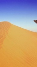 Lade kostenlos Hintergrundbilder Tiere,Landschaft,Sand,Wüste,Kamele für Handy oder Tablet herunter.