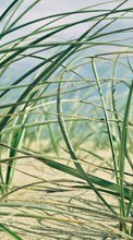 Lade kostenlos Hintergrundbilder Grass,Sand,Pflanzen,Landschaft für Handy oder Tablet herunter.