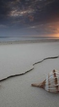 Lade kostenlos Hintergrundbilder Landschaft,Strand,Shells für Handy oder Tablet herunter.