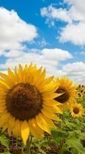 Lade kostenlos Hintergrundbilder Landschaft,Sonnenblumen,Felder für Handy oder Tablet herunter.