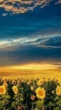 Lade kostenlos Hintergrundbilder Landschaft,Sonnenblumen,Felder,Natur für Handy oder Tablet herunter.