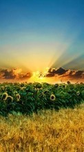 Lade kostenlos Hintergrundbilder Landschaft,Sonnenblumen,Felder,Sunset für Handy oder Tablet herunter.